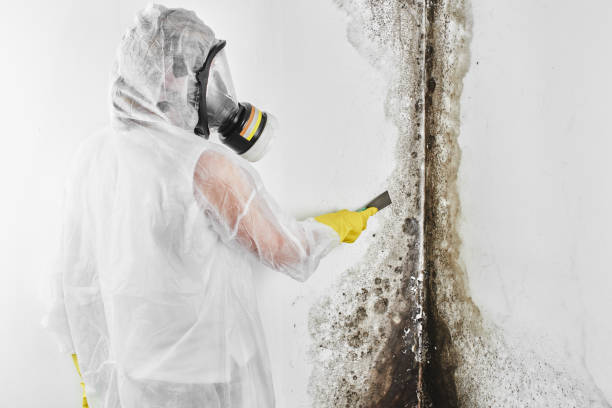 Best Industrial Mold Remediation in Anoka, MN