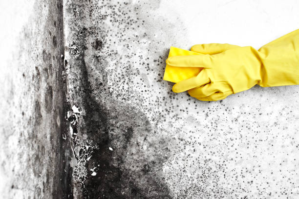 Best Post-Flood Mold Remediation in Anoka, MN