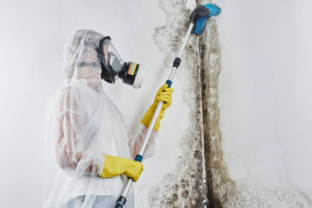 Best Commercial Mold Remediation in Anoka, MN