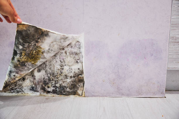 Best Kitchen Mold Remediation in Anoka, MN